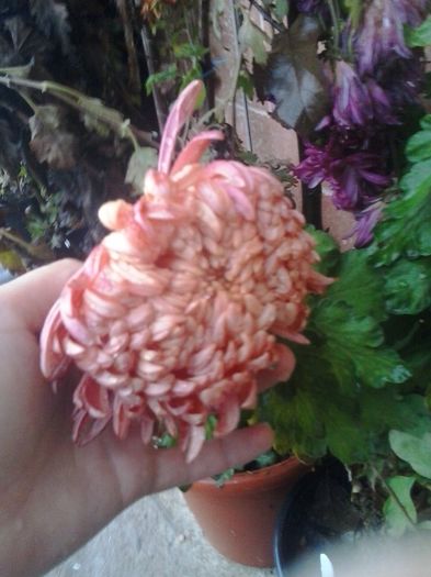 somon deschis