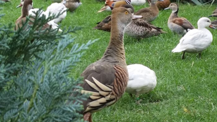 Gasculita fl cu secera