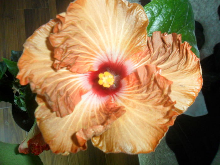 tahitian gommer 0012-2 - 0000-colectia mea de hibiscusi