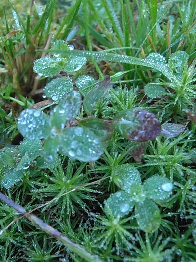 PA030297 - STROPI SI PICATURI