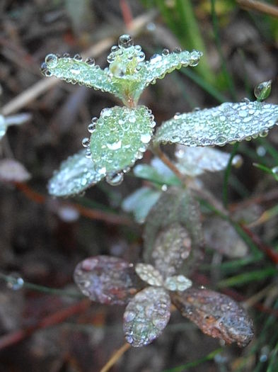 PA030308 - STROPI SI PICATURI