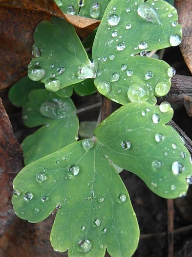 PB250225 - STROPI SI PICATURI