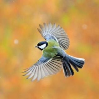 670361_0881f909815bfe0f9c268dca23196048_mdsq - BIRDS