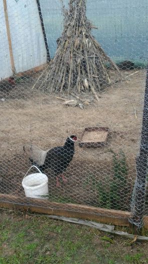 Primul pui de urecheat maro