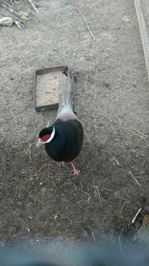 Primul pui de urecheat maro