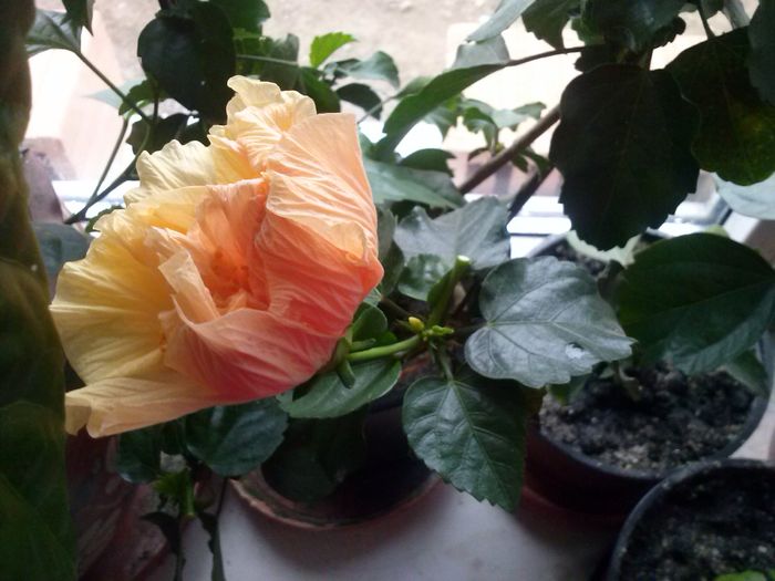 CAM00262