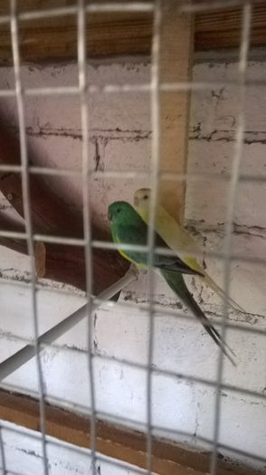 WP_20150831_001 - papagali cantatori de vanzare 100 ron perechea