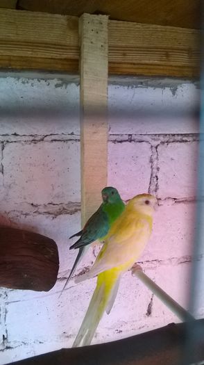 WP_20150904_006 - papagali cantatori de vanzare 100 ron perechea