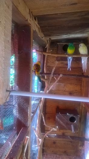 WP_20150925_002 - papagali cantatori de vanzare 100 ron perechea