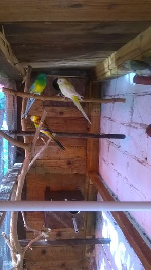 WP_20150925_003 - papagali cantatori de vanzare 100 ron perechea