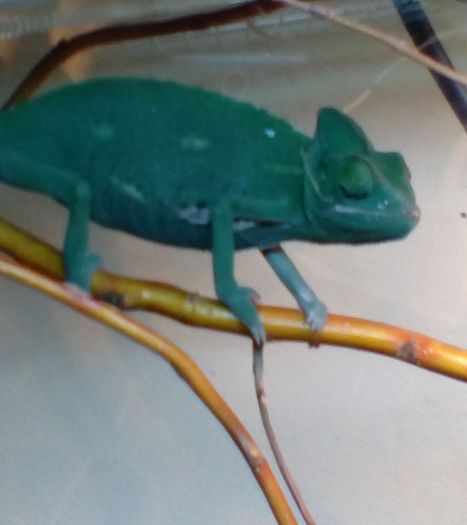IMG_20151125_1319032 - cameleon