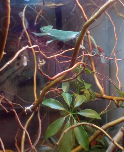 IMG_20151125_13454923 - cameleon