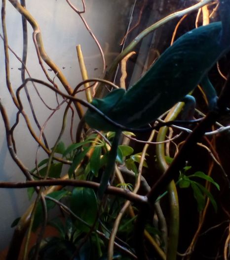 IMG_20151125_13470333 - cameleon