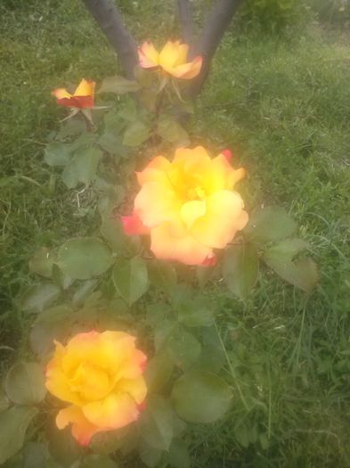 CAM00473 - diverse flori 2015