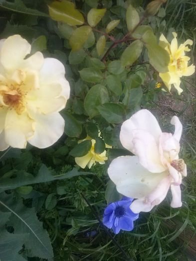 CAM00494 - diverse flori 2015