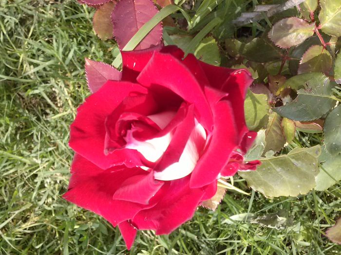 CAM00543 - diverse flori 2015