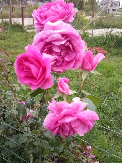 CAM00505 - diverse flori 2015