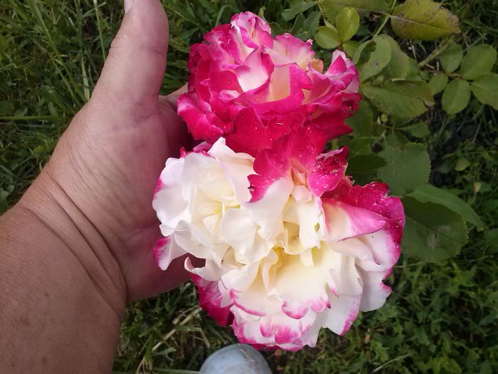 CAM00542 - diverse flori 2015