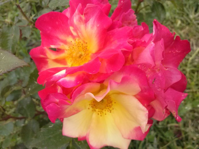 CAM00548 - diverse flori 2015