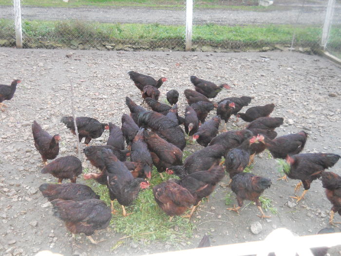 tineret si adulti la gramada .