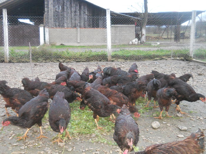 tineret si adulti la gramada .