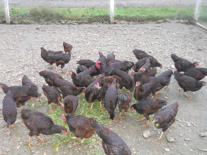 tineret si adulti la gramada .