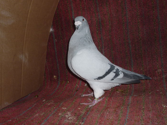 F 2007