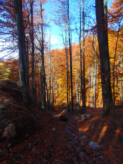 DSC01726 - Toamna 2015