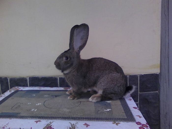 iepuri 30.11.2015 002