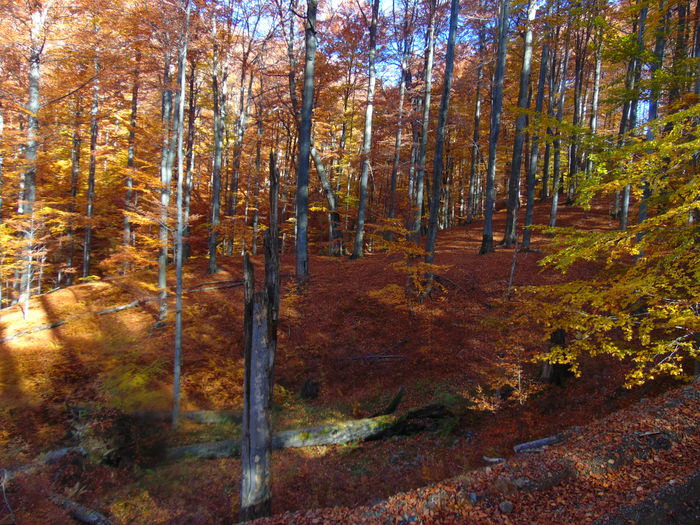 DSC01728 - Toamna 2015