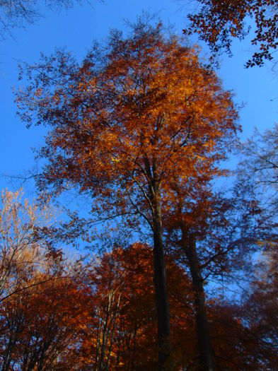 DSC01731 - Toamna 2015