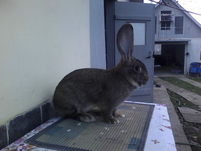 iepuri 30.11.2015 014