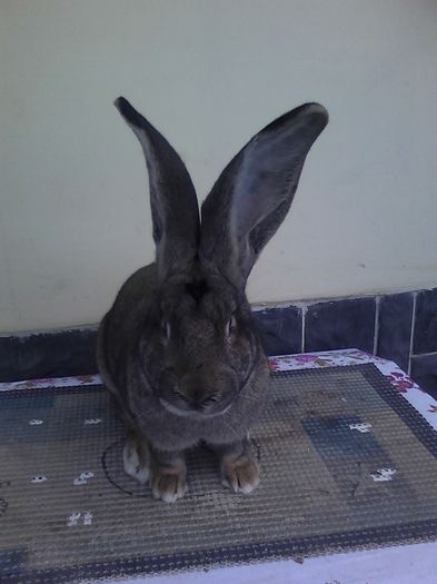 iepuri 30.11.2015 016