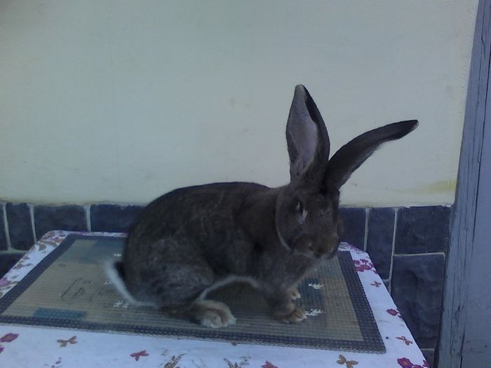 iepuri 30.11.2015 017