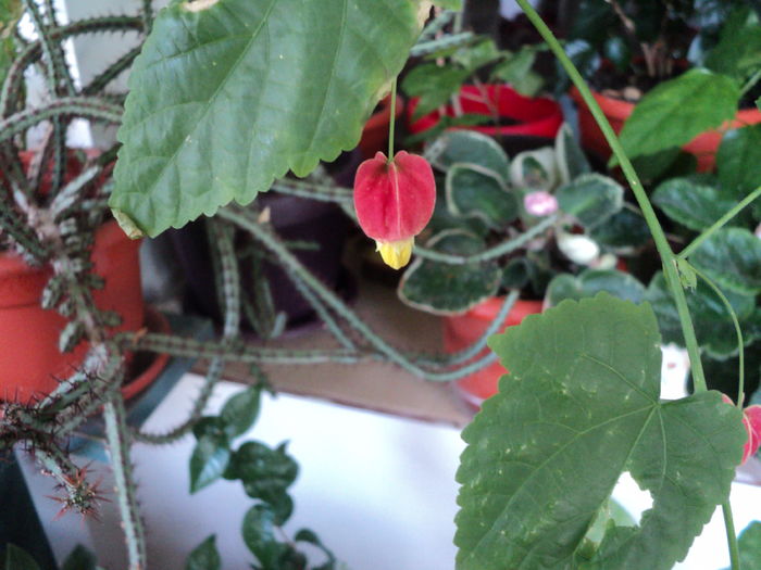 DSC09114 - Abutilon