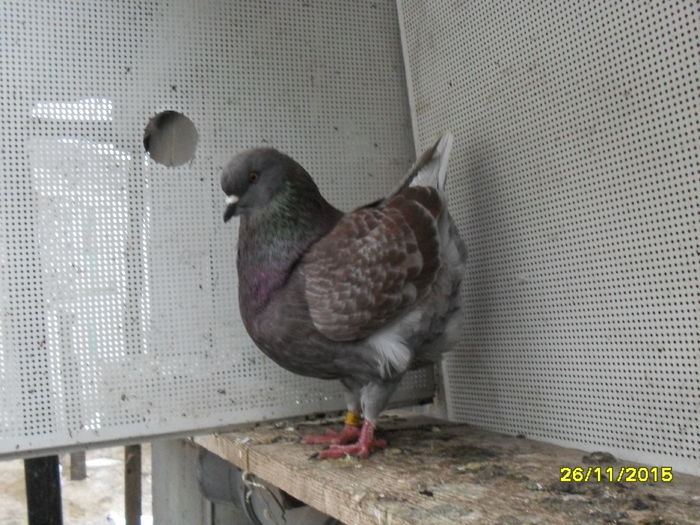 SDC13935 - pasari si porumbei ce detin in prezent