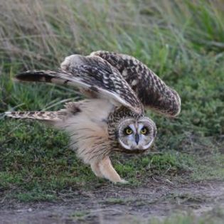 670364_d48a8a3ec0bce36fc64e6db352ebef16_mdsq - BIRDS