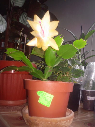 Fotografie5359 - Schlumbergera 2014-prezent