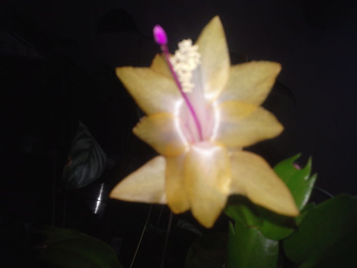 Fotografie5361 - Schlumbergera 2014-prezent