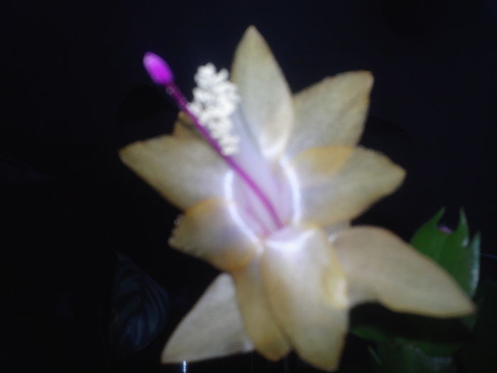 Fotografie5362 - Schlumbergera 2014-prezent