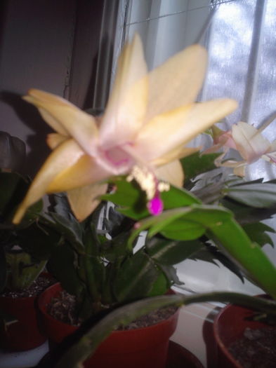 Fotografie5364 - Schlumbergera 2014-prezent