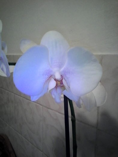 IMG_20151130_190236 - orhidee primita de Sf Andrei