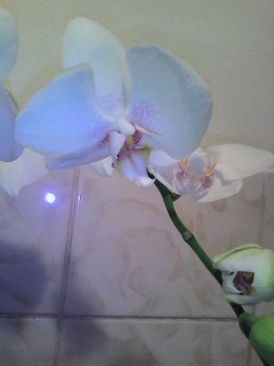 IMG_20151130_190424 - orhidee primita de Sf Andrei
