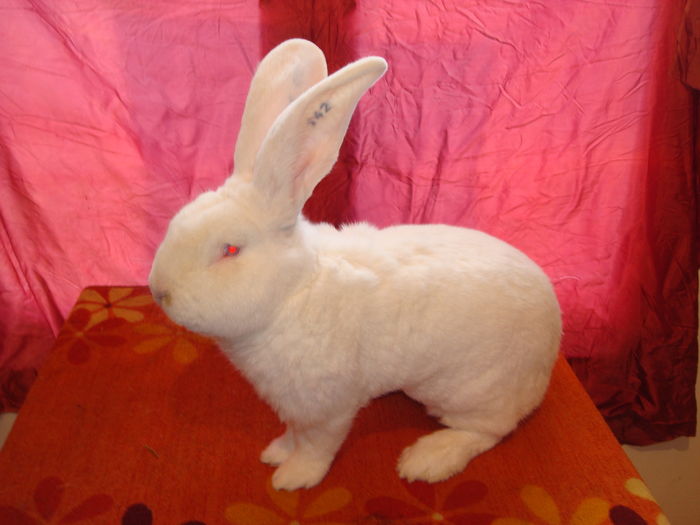 Mascul 5 -  RO23 142; 96 pct ( 1 pct luat la intretinere !!! )
