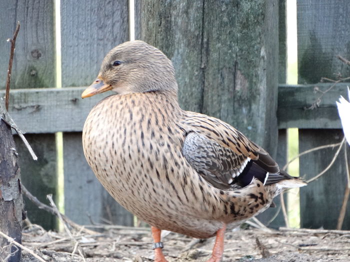 DSC08588 - Rate pitice