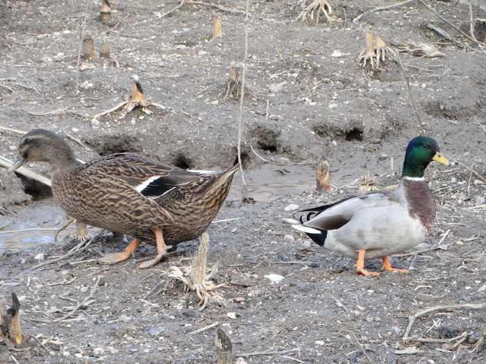 DSC08590 - Rate pitice