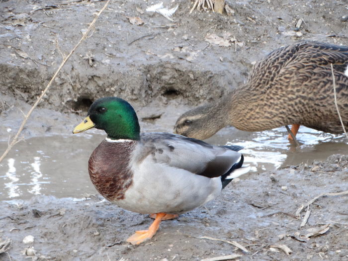 DSC08591 - Rate pitice