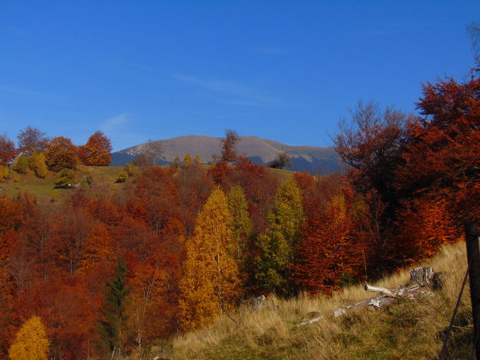 DSC01751 - Toamna 2015