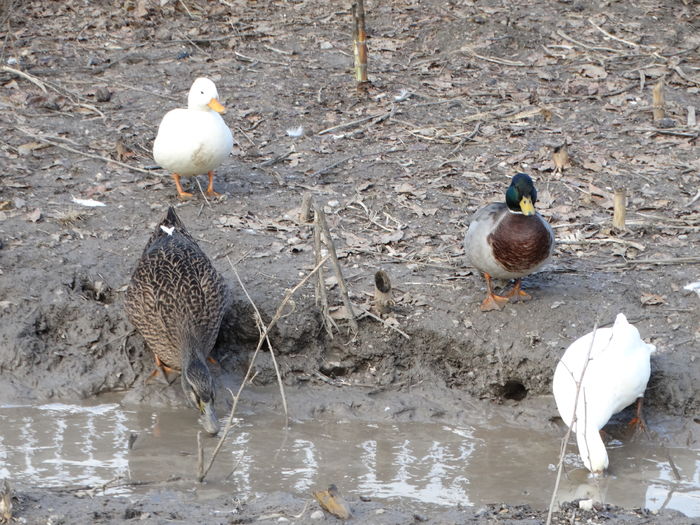 DSC08595 - Rate pitice