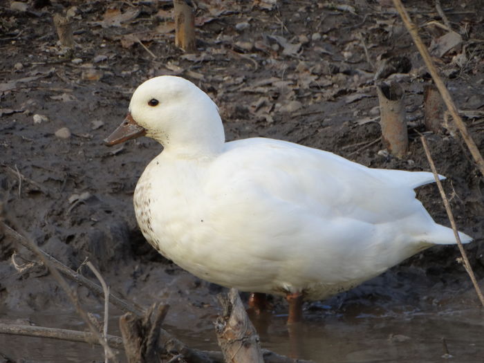 DSC08603 - Rate pitice